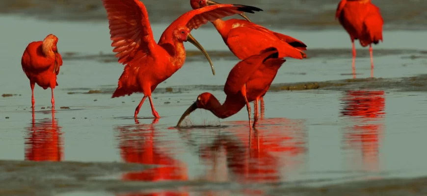 Scarlet Ibis (1)