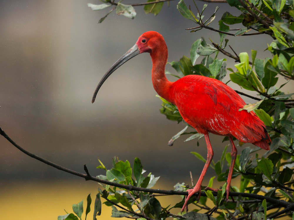 Scarlet Ibis