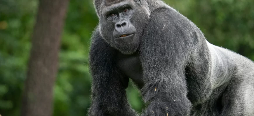 Silverback Gorilla