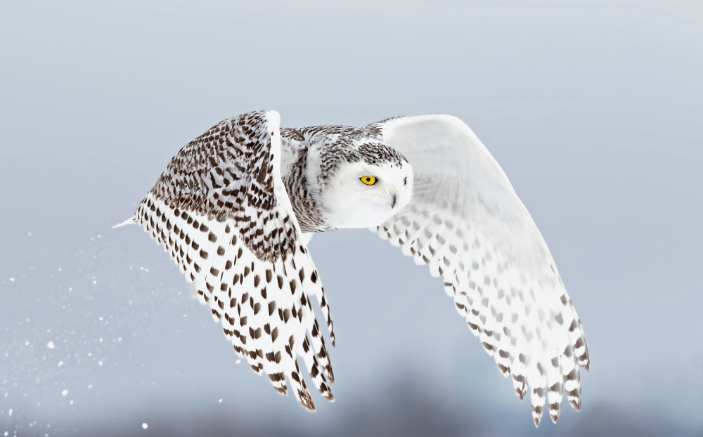 Snowy Owl