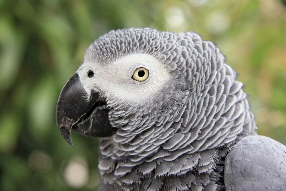 The African Grey Parrots