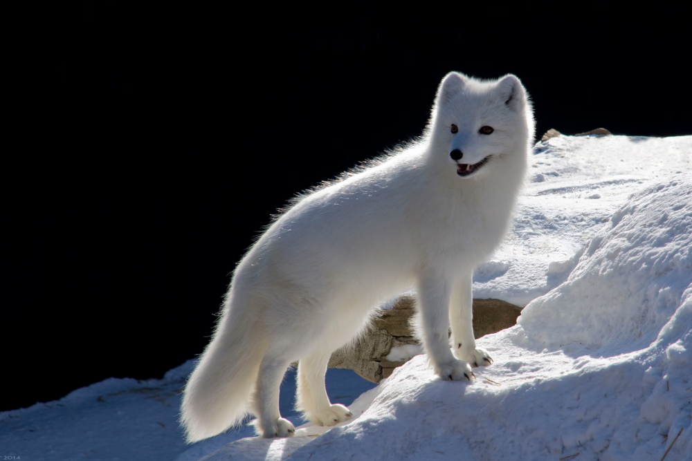 The Arctic Fox