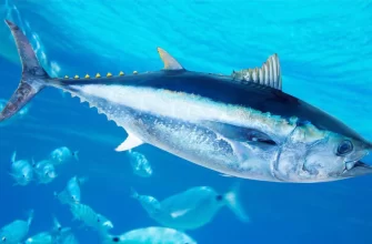 The Atlantic Bluefin Tuna