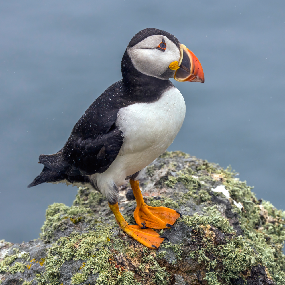 The Atlantic Puffin