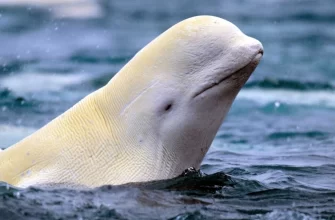 The Beluga Whale