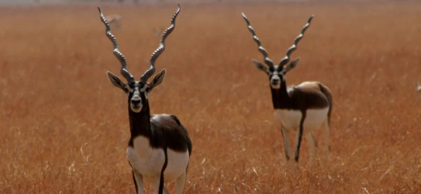 The Blackbuck