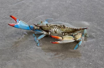 The Blue Crab