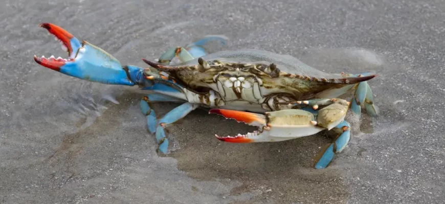 The Blue Crab