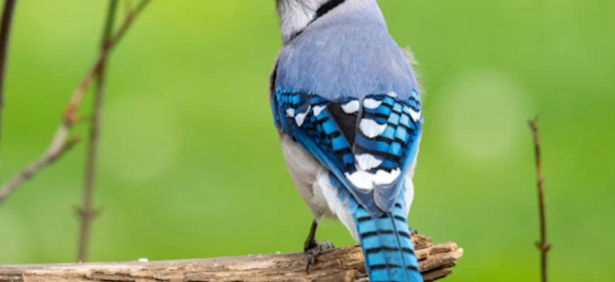 The Blue Jay