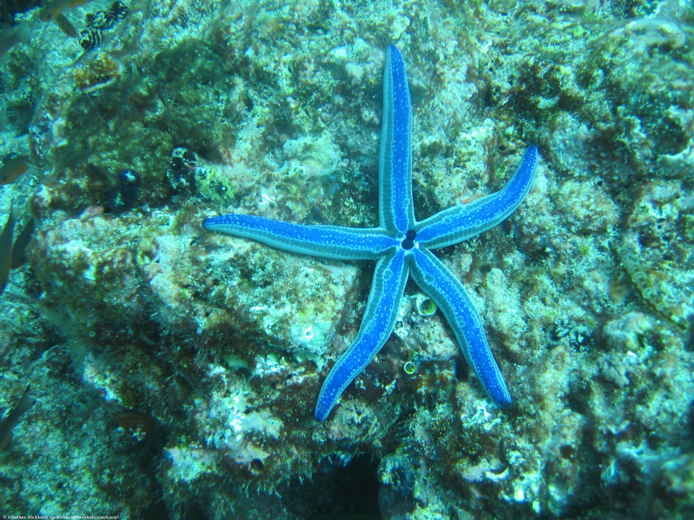 The Blue Sea Star