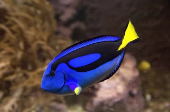 The Blue Tang