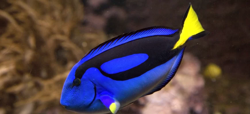 The Blue Tang