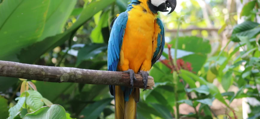 The Blue-and-Yellow Macaw