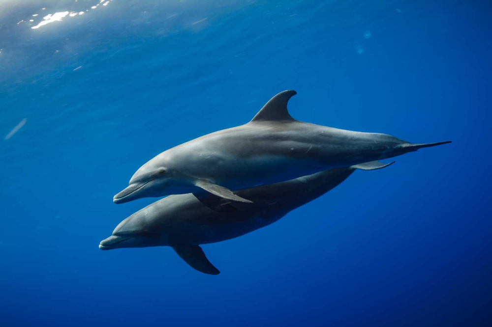 The Bottlenose Dolphin