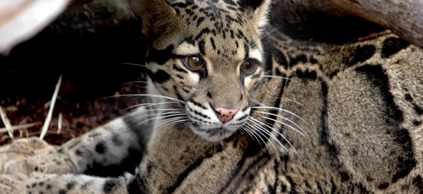 The Clouded Leopard