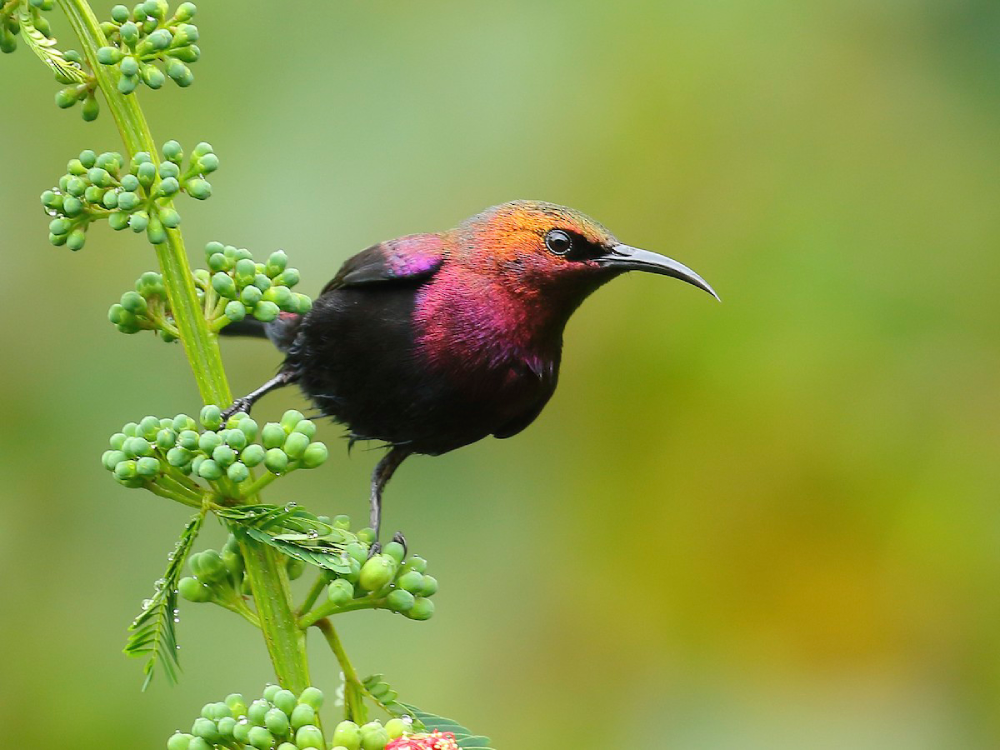 The Copper Sunbird