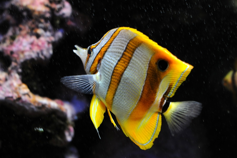 The Copperband Butterflyfish