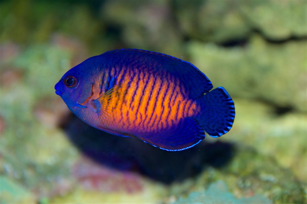 The Coral Beauty Angelfish