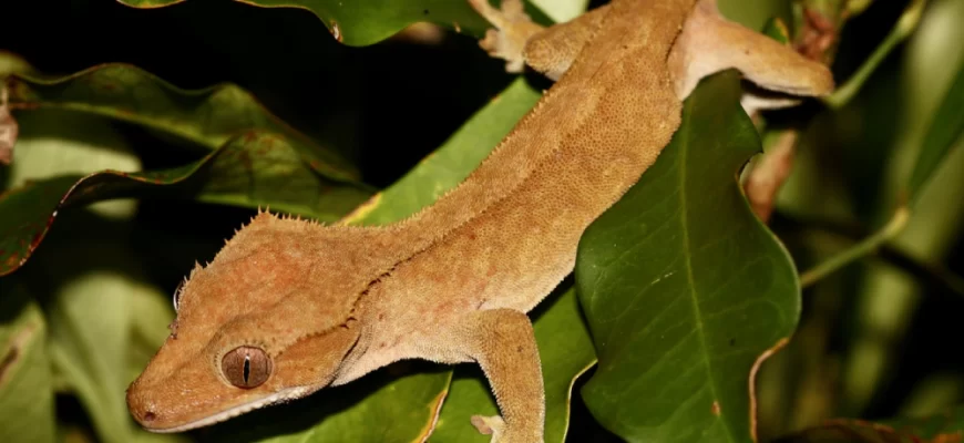 The Crested Gecko