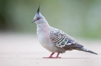 The Crested Pigeon