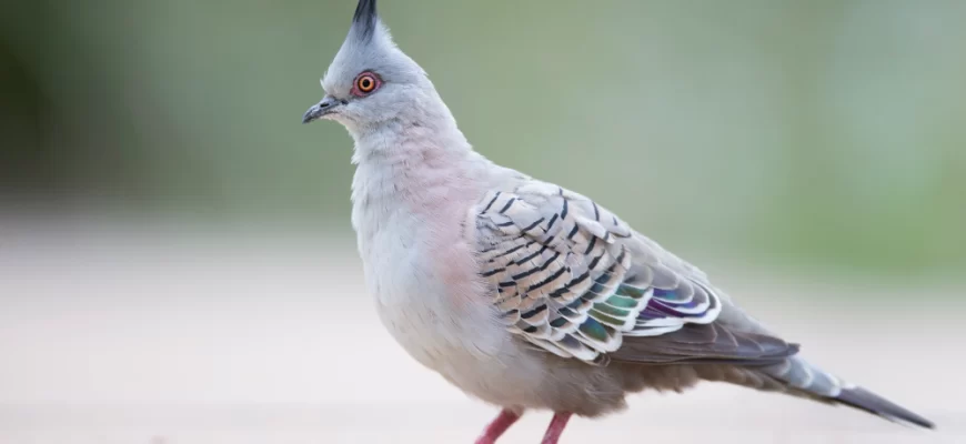 The Crested Pigeon