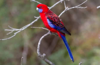 The Crimson Rosella