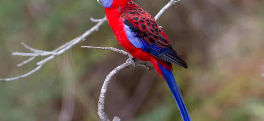 The Crimson Rosella