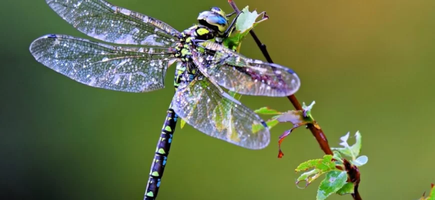 The Dragonfly