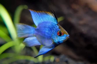 The Electric Blue Ram