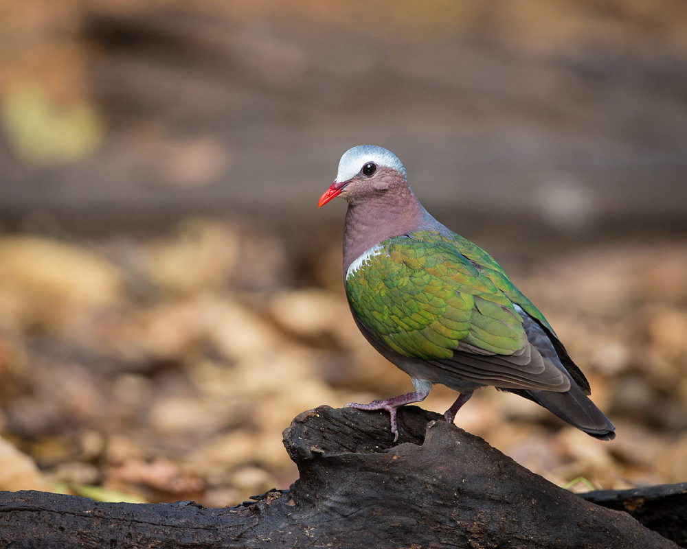 The Emerald Dove