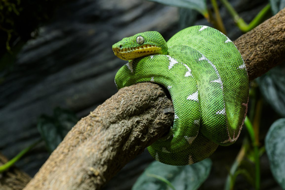 The Emerald Tree Boa