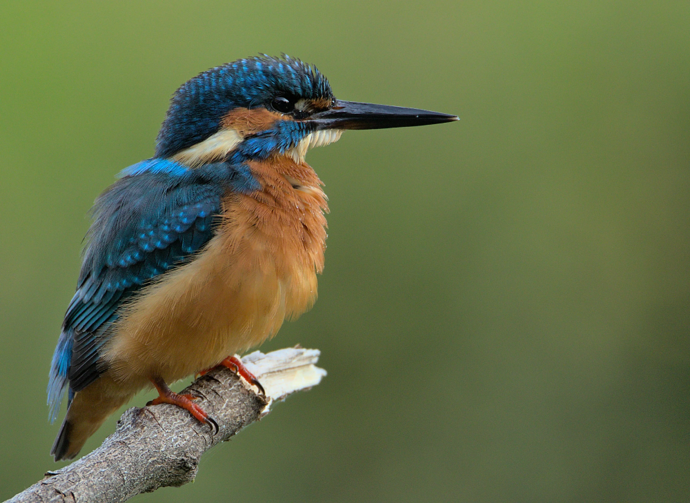 The Eurasian Kingfisher