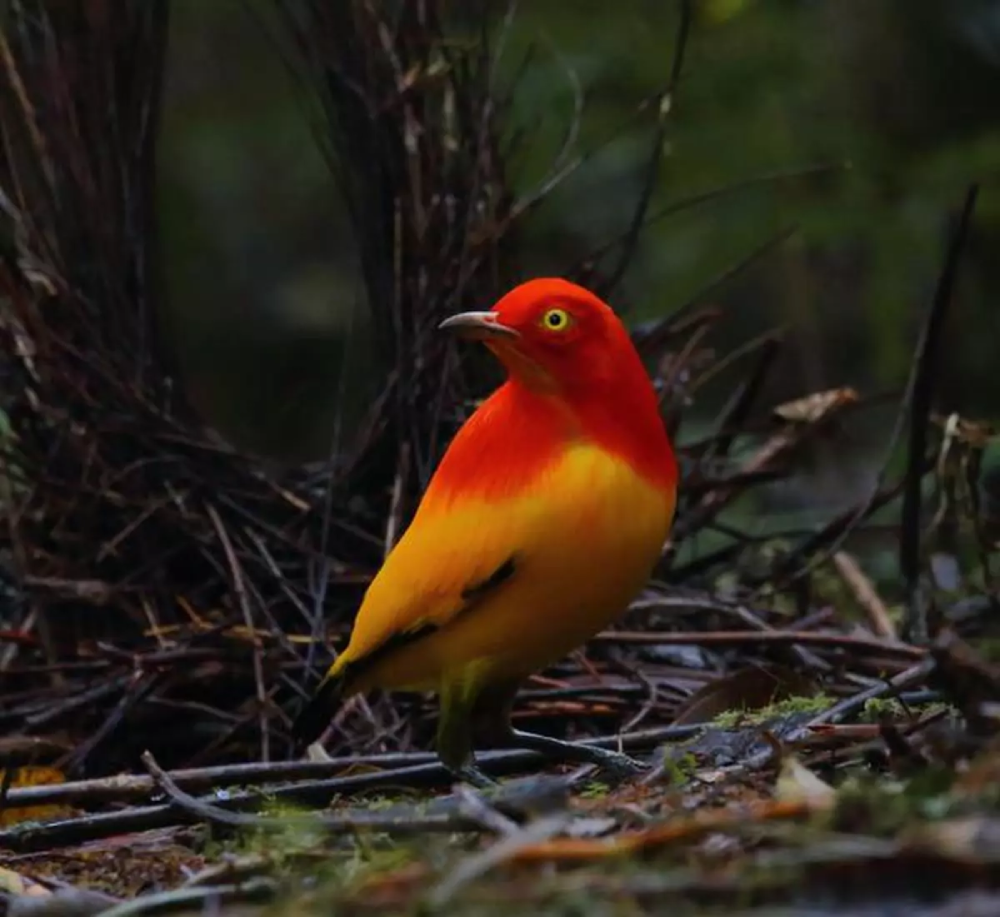 The Flame Bowerbird