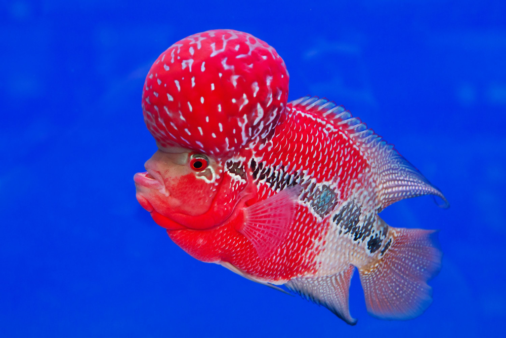 The Flowerhorn Cichlid