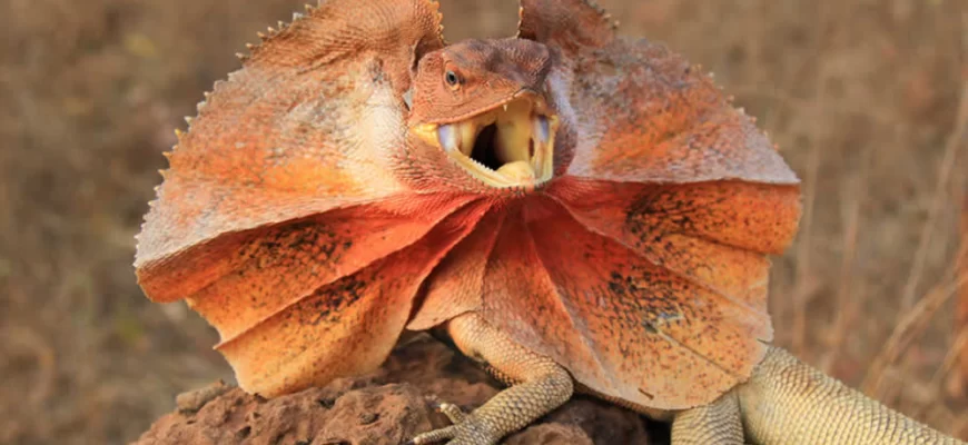 The Frilled Lizard