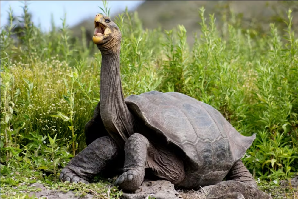 The Galápagos Tortoise