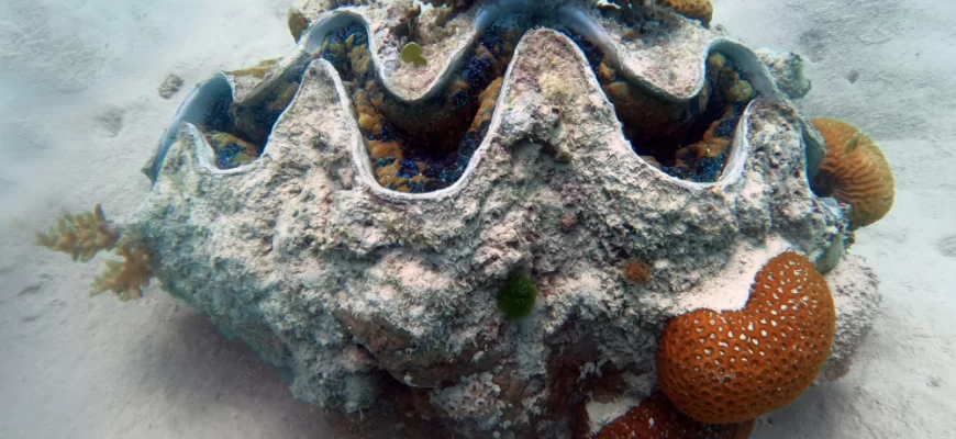 The Giant Clam