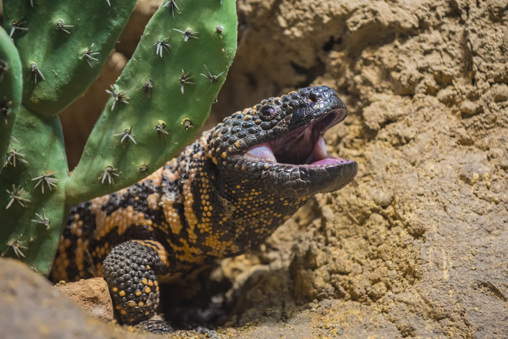 The Gila Monster