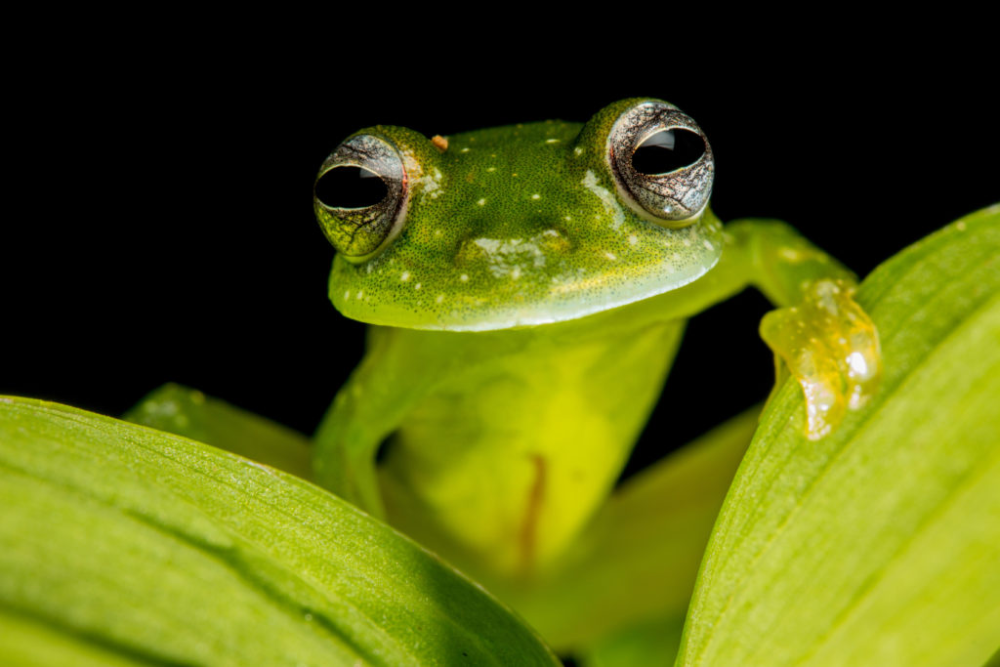 The Glass Frog