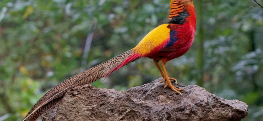 The Golden Pheasant