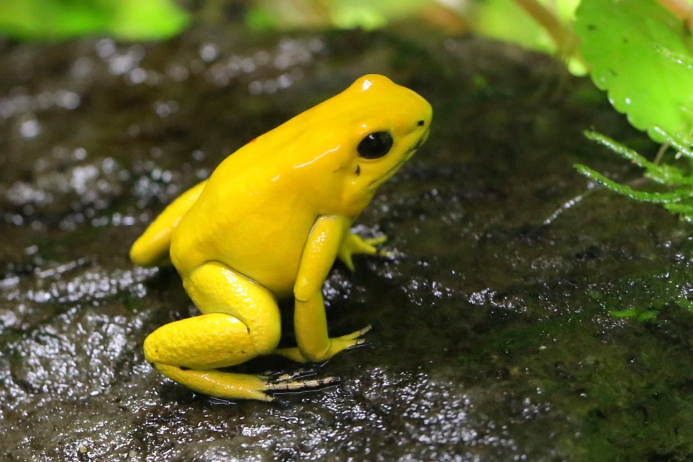 The Golden Poison Frog