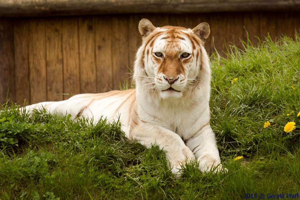 The Golden Tiger