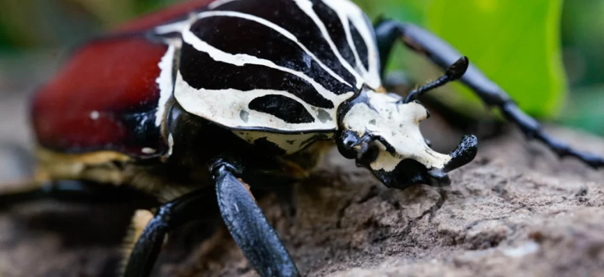 The Goliath Beetle