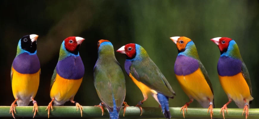 The Gouldian Finch