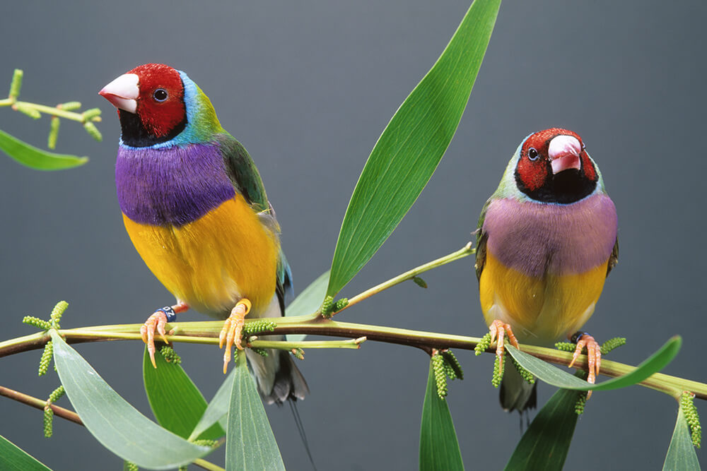 The Gouldian Finch