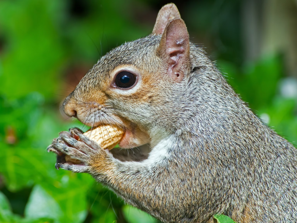 The Gray Squirrel