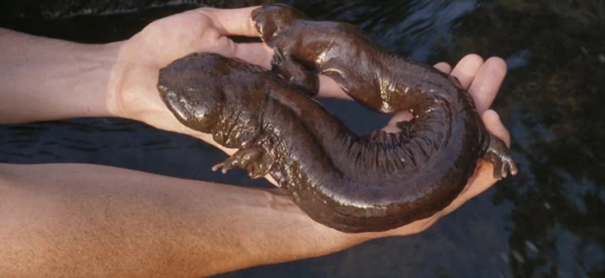 The Hellbender