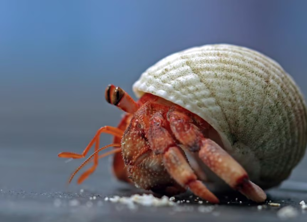 The Hermit Crab