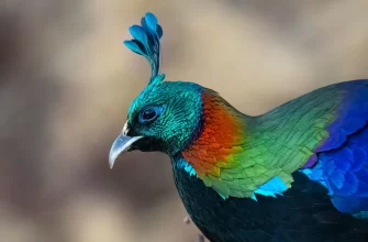 The Himalayan Monal