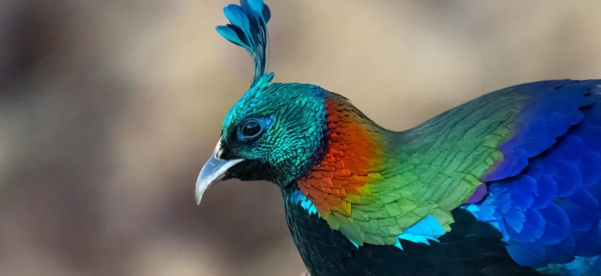 The Himalayan Monal